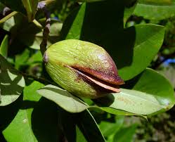 Image result for Schrebera alata