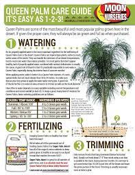 Queen Palm Care Queen Palm Tree Care Palm Paradise Nursery Queen Palm Tree Palm Trees Landscaping Palm Tree Care