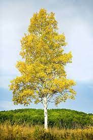 Image Result For Single Aspen Tree Aspen Trees Single Tree Tree