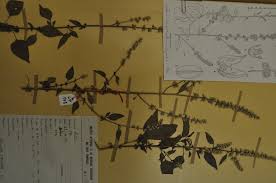 Image result for Celosia trigyna