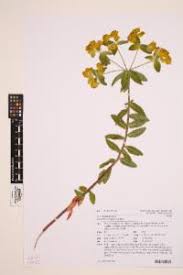 Image result for Euphorbia depauperata
