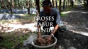 Gunakan kaedah pertumbuhan yang asasmembuat cendawan tumbuh di kawasan kopi gunakan kaedah penanaman lain7 rujukan. Kaedah Penanaman Cendawan Volvariella Langkah 3 Proses Menabur Benih Youtube
