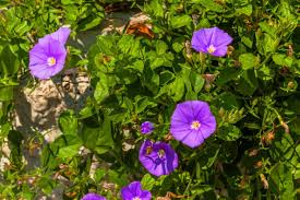 Image result for Convolvulus goyderi