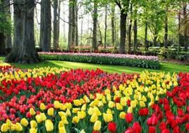 5 amaryllis 6 daffodils 4 lilies 3 tulips a customer bought 4 bulbs from the basket, one of each type of flower. Sale Of Miscellaneous Flower Bulbs Sativus Com