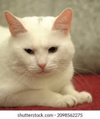 Sofa Tiger: Over 1,451 Royalty-Free Licensable Stock Photos