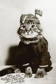 Image result for lolcats