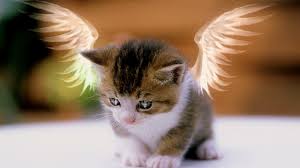 Enjoy your visit & shoot us an email and send us some cute cat pictures if you have any. Angel Kitty Cute Cat Photos Free Download 1366x768 Download Hd Wallpaper Wallpapertip