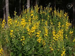 Image result for Crotalaria sphaerocarpa