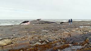 Image result for Rouge Marina 1983 UMM