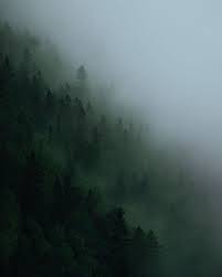 Foggy Forest Photography Moody And Mysterious Foggy Weather Mountain Photography Foggy Forest