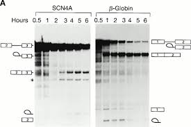 Check spelling or type a new query. U1 Mediated Exon Definition Interactions Between At Ac And Gt Ag Introns Science