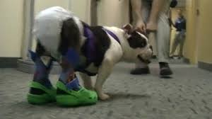 Like regular crocs, these dog versions from amazon are soft and flexible and come in a variety of colors. Inscenacija Kamin Najam Dog Crocs Shoes Jamisonlandscaping Com