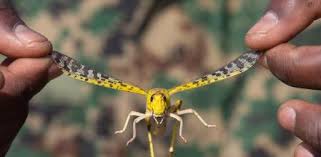 Una plaga de langostas avanza por argentina. Cuatro Mapas Para Entender La Peor Plaga De Langostas Del Desierto En 50 Anos