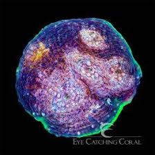 Image result for Acrachne