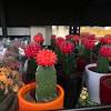 Just build it and let it do it's thing, it's just for you to take the new cactus! Https Encrypted Tbn0 Gstatic Com Images Q Tbn And9gcstbvhy3n0c1i3dkba9q Lbticpbco65xytwat84kckpfug 9i Usqp Cau