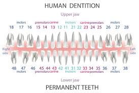 Dental Periodontal Charting Stock Illustrations 7 Dental