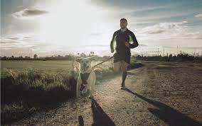 With time, your dog will adapt to your pace. How To Train Your Dog To Run With You Mapmyrun