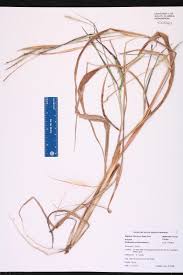 Image result for Rottboellia cochinchinensis