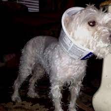 The surgi~snuggly dog cone alternative is made to wrap around your pooch like a suit, the fabric covers the surgery or wounded area to stop your pup from harming themselves. 7 Diy Dog E Cones Seven E Collars You Can Make At Home