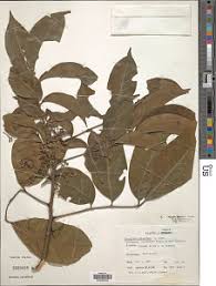 Image result for Trichilia prieuriana