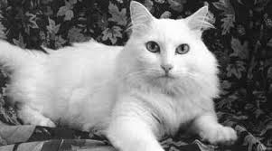 Controversial Tierra Luna project OK'd by city council