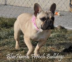 The original french bulldog was an unofficial mascot of the fawn color has a wide range from dark to light. What Colors And Color Patterns Do Frenchies Come In Bluehaven French Bulldogsbluehaven French Bulldogs