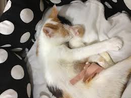 Hamile Kedi Belirtileri Kediler Gen Tr
