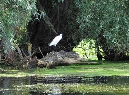 Spun asta deoarece o parte din deltă se află la delta dunarii se află inclusă din 1991 în patrimoniul unesco. Delta DunÄrii Paduri Subtropicale Dune De Nisip Letea Caraorman Sacalin