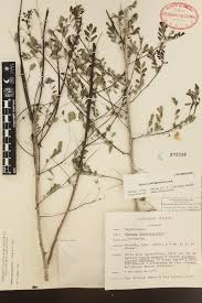 Image result for Indigofera ormocarpoides