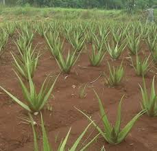 Spider plant 'spider plant' merupakan pokok hiasan yang paling mudah untuk dijaga walaupun korang tidak memiliki kemahiran untuk bercucuk tanam. 8 Cara Budidaya Lidah Buaya Agar Cepat Besar