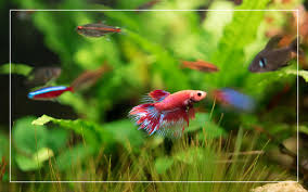 1/ tank cycling quick guide. 25 Best Freshwater Aquarium Fish Species With Pictures