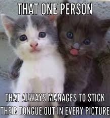 Pin By Morgan Mccabe On Hilarious Animals Funny Cat Memes Cute Animals Cute Cats And Dogs