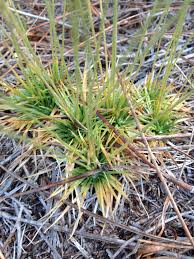 Image result for Syngonanthus welwitschii