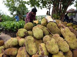 Check spelling or type a new query. Jackfruit Kerala Jackfruit Jack Of All Traits Kochi News Times Of India