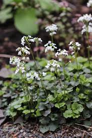 Image result for Cardamine