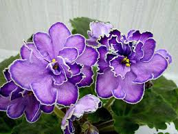 Birth Month Flower Grow Kit Canada Saintpaulia King S Treasure African Violets Saintpaulia African Violets Plants