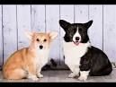 Welsh Corgi - Wikipedia