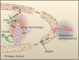 Image result for Primary Tumor Localization