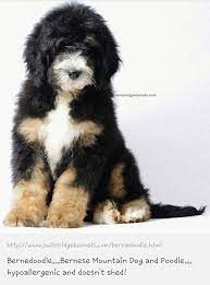 Bernedoodle I Love Mixed Breeds But Not The Price Tag Bernedoodle Cute Animals Mountain Dogs