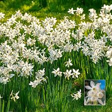 Fragrant Daffodil Thalia K Van Bourgondien