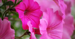 Petunias Petunias Flowers Bloom