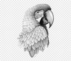 Pola segitiga hitam dan putih, segitiga teknologi biru, grafik hitam, tekstur, sudut png. Ilustrasi Burung Beo Abu Abu Parrot Bird Drawing Sketsa Pensil Parrot Head Lukisan Cat Air Hewan Parkit Png Pngwing