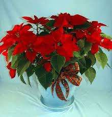 How did a tropical plant come to be associated with the christmas holiday in colder regions? The Different Colors Of Poinsettias Kremp Florist Blog