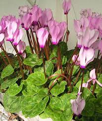 Maybe you would like to learn more about one of these? List Of Garden Plants Wikiwand