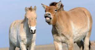 Are there still wild horses. The Last Wild Horses Aren T Truly Wild Science News