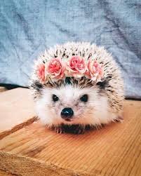24hedgehogs Pics So Adorable They Ll Melt Your Heart Hedgehog Pet Cute Hedgehog Cute Little Animals