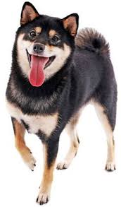 Black And Tan Shiba Inu Puppy Cute Black And Tan Shiba Inu Facts And Information My First Shiba Inu Shiba Inu Dog Japanese Dogs Shiba Inu Black