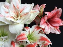We did not find results for: Faqs Indoor Flower Bulbs