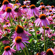 images?q=tbn:ANd9GcRJlZKthBEQqRTrb2jIDDrOVX8fcATsbGPznJDhmLhgsAnGoVZm