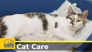 Maybe you would like to learn more about one of these? Caring For Pregnant Cats Youtube